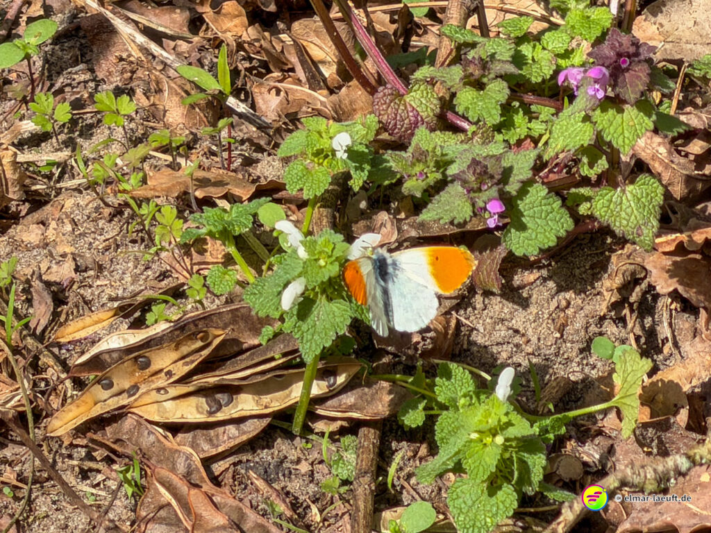 Beim Laufen in Oplagbeek entdecke ich am Wegesrand einen orange-weißen Schmetterling auf kleinen Blüten in einer natürlichen, leicht bewachsenen Bodenlandschaft.