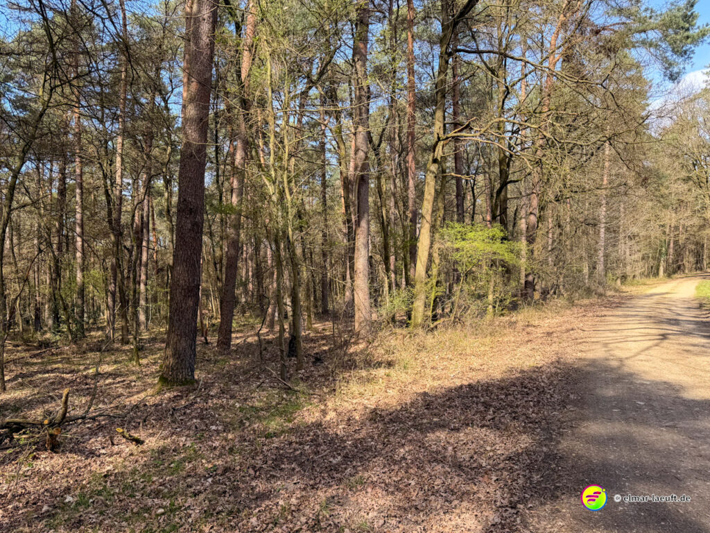 Lauf auf einem sonnigen, schattigen Waldweg mit trockenem Laub und hohen Bäumen in Oplagbeek.