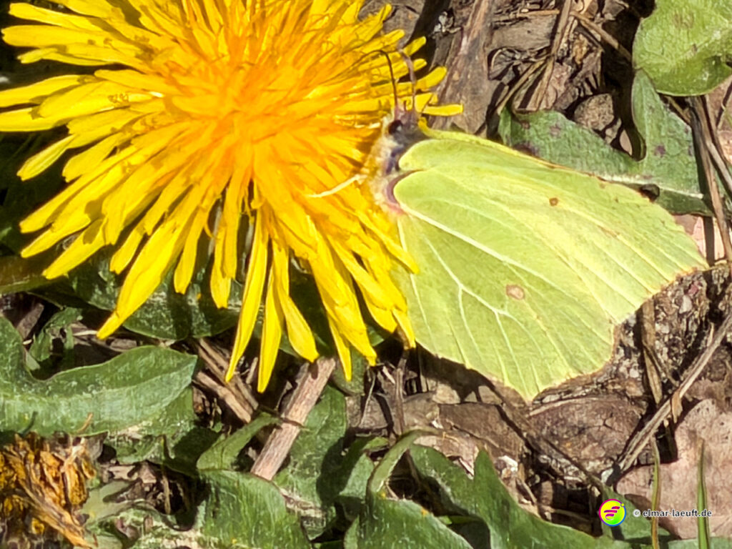 Beim Laufen in Oplagbeek entdecke ich einen Zitronenfalter, der sich auf einer gelben Löwenzahnblüte ausruht.
